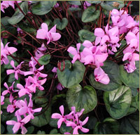 C.coum Tilebarn Elizabeth image